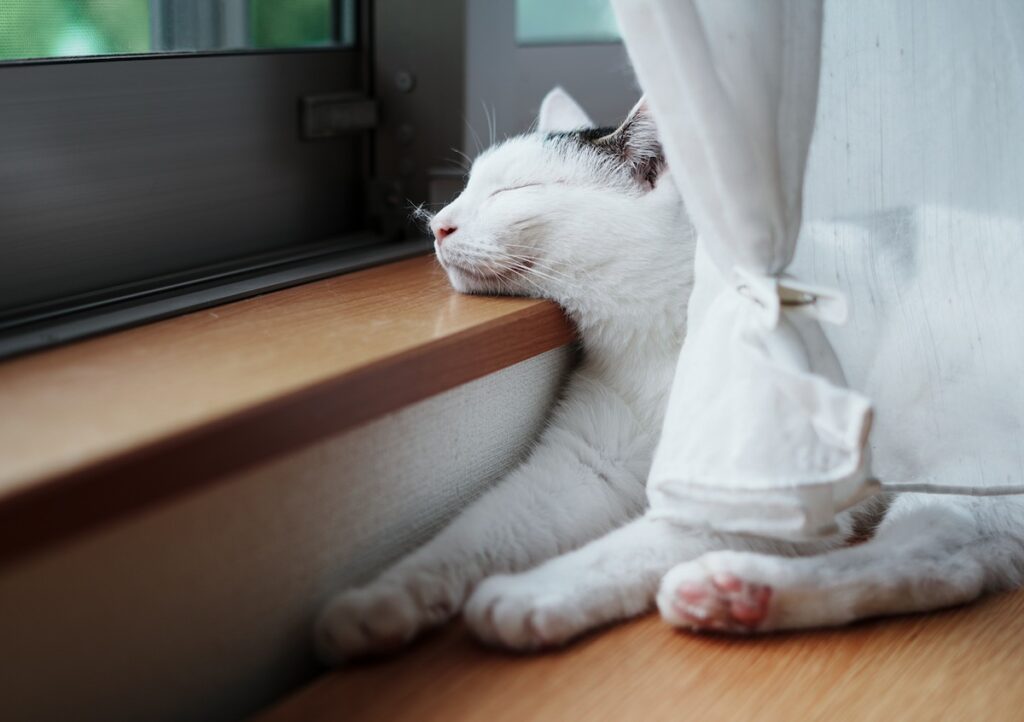 実は、あごのせ名人です。【ぽくあむのハートフルデイズ。vol.19】白黒猫 保護猫 ぽくあむ | あごのせ名人でもあるぼく。隙あらば、どこでもこのとおり。