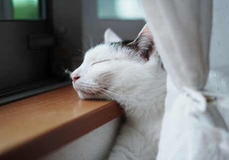 実は、あごのせ名人です。【ぽくあむのハートフルデイズ。vol.19】白黒猫 保護猫 ぽくあむ | 名人たるもの、お鼻のもけもけくらいでは動じない集中力だよ。