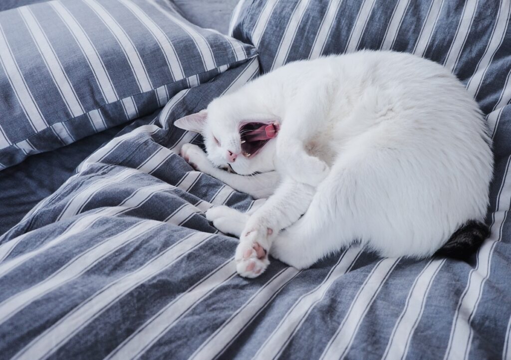 あくび、うつっちゃった？【ぽくあむのハートフルデイズ。vol.21】白黒猫 保護猫 ぽくあむ | くわわぁぁああ！