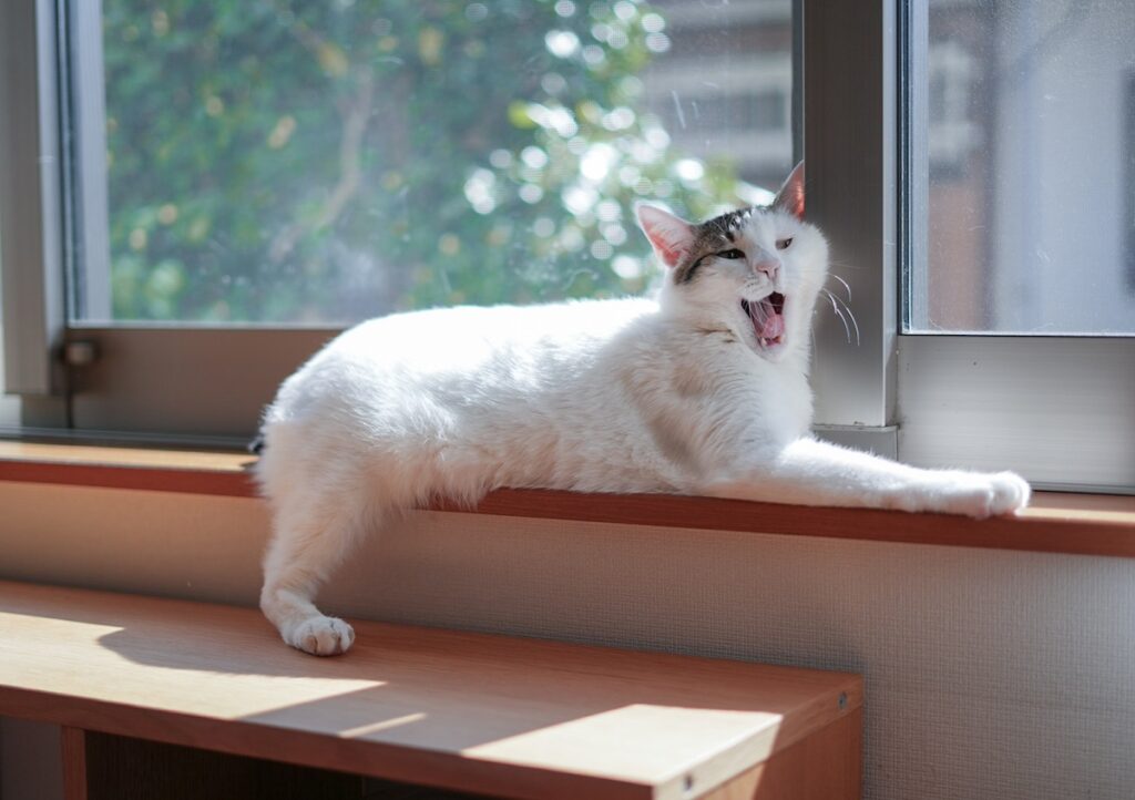 あくび、うつっちゃった？【ぽくあむのハートフルデイズ。vol.21】白黒猫 保護猫 ぽくあむ | もひとつくわぁああ！