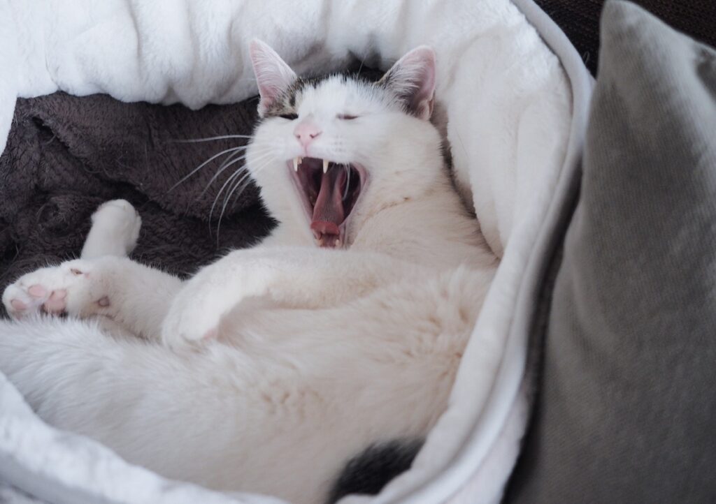 あくび、うつっちゃった？【ぽくあむのハートフルデイズ。vol.21】白黒猫 保護猫 ぽくあむ | あくびって、好きな相手のがうつるんだって。今あくびしたよね？