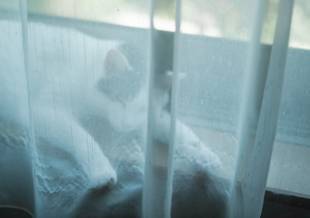 まだまだ暑い日は、ここでひんやり。【ぽくあむのハートフルデイズ。vol.22】白黒猫 保護猫 ぽくあむ
