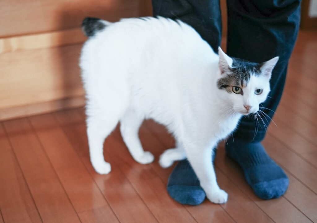 ぼく流、引きとめ作戦。【ぽくあむのハートフルデイズ。vol.24】白黒猫 保護猫 ぽくあむ | もう行っちゃうの？ すりすり……。