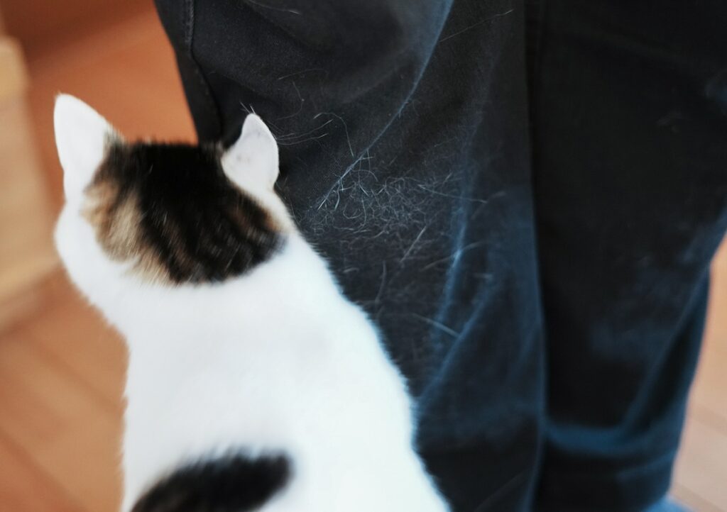 ぼく流、引きとめ作戦。【ぽくあむのハートフルデイズ。vol.24】白黒猫 保護猫 ぽくあむ | 早く帰ってきてね。すりすりすり……。