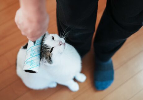 ぼく流、引きとめ作戦。【ぽくあむのハートフルデイズ。vol.24】白黒猫 保護猫 ぽくあむ | コロコロコロ。引きとめ作戦大成功だよ。
