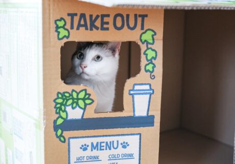 一杯いかが？【ぽくあむのハートフルデイズ。vol.25】白黒猫 保護猫 ぽくあむ | なんでかな？ 今日はぜんぜんお客さん来ないなぁ。