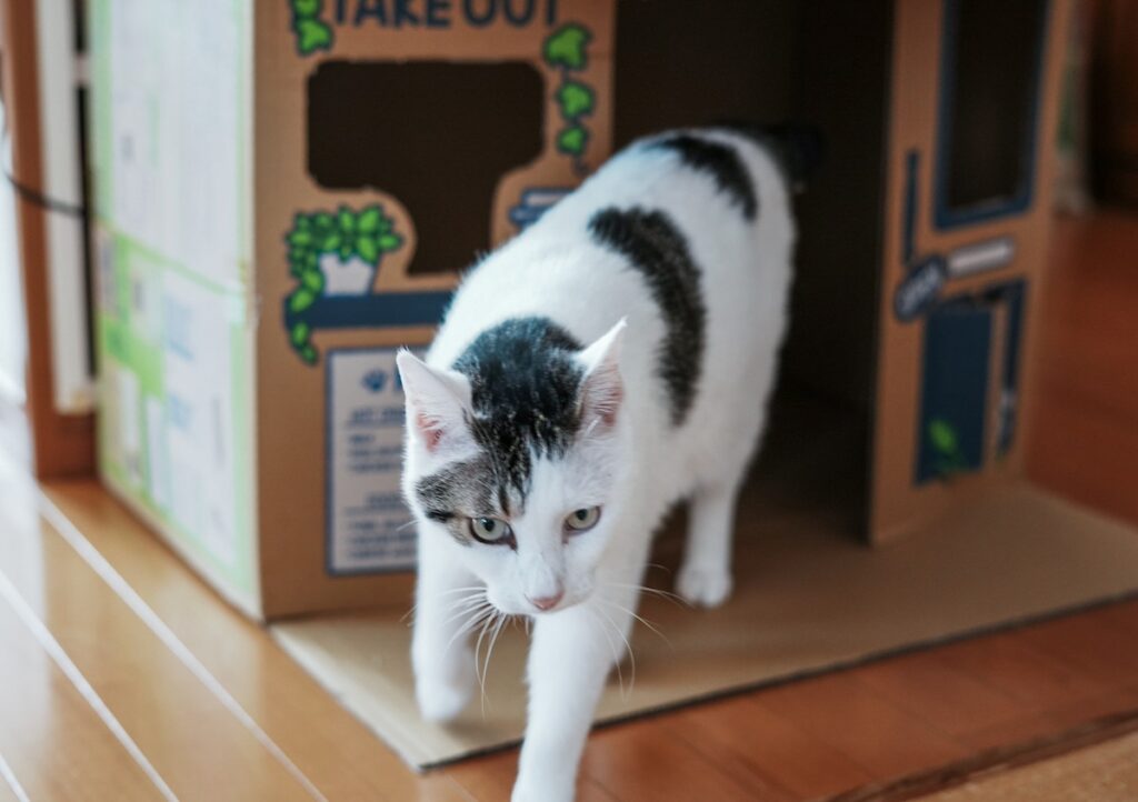 一杯いかが？【ぽくあむのハートフルデイズ。vol.25】白黒猫 保護猫 ぽくあむ | 仕方ない閉店ガラガラや。遊びに行こーっと♪