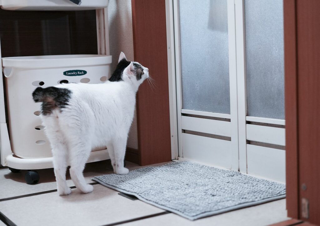 毎晩のマッサージは欠かせない！【ぽくあむのハートフルデイズ。vol.26】白黒猫 保護猫 ぽくあむ | 誰かがお風呂に入ったらね、ひたすら出待ちするの。毎晩のルーティンだよ。