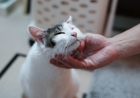 毎晩のマッサージは欠かせない！【ぽくあむのハートフルデイズ。vol.26】白黒猫 保護猫 ぽくあむ | ドアが開いたら待ってました！ お顔びちょびちょマッサージ。