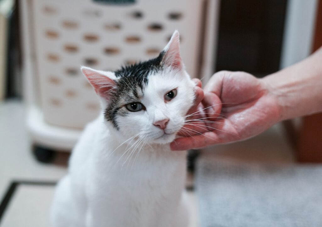 毎晩のマッサージは欠かせない！【ぽくあむのハートフルデイズ。vol.26】白黒猫 保護猫 ぽくあむ | お水は怖いのに、びちょびちょは好きなんだよね。不思議。