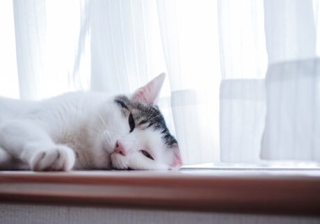 本日は、二度寝日和。【ぽくあむのハートフルデイズ。vol.27】白黒猫 保護猫 ぽくあむ | 今月もあと少し。よくがんばりました。せっかくの日曜日だから、一緒に二度寝しよ。