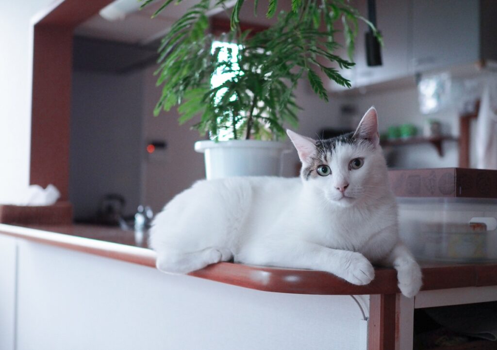 葉っぱの教育もお任せを。【ぽくあむのハートフルデイズ。vol.28】白黒猫 保護猫 ぽくあむ | ぼくより少し後に仲間入りした葉っぱさん。一緒にカウンターに乗ってたのに。