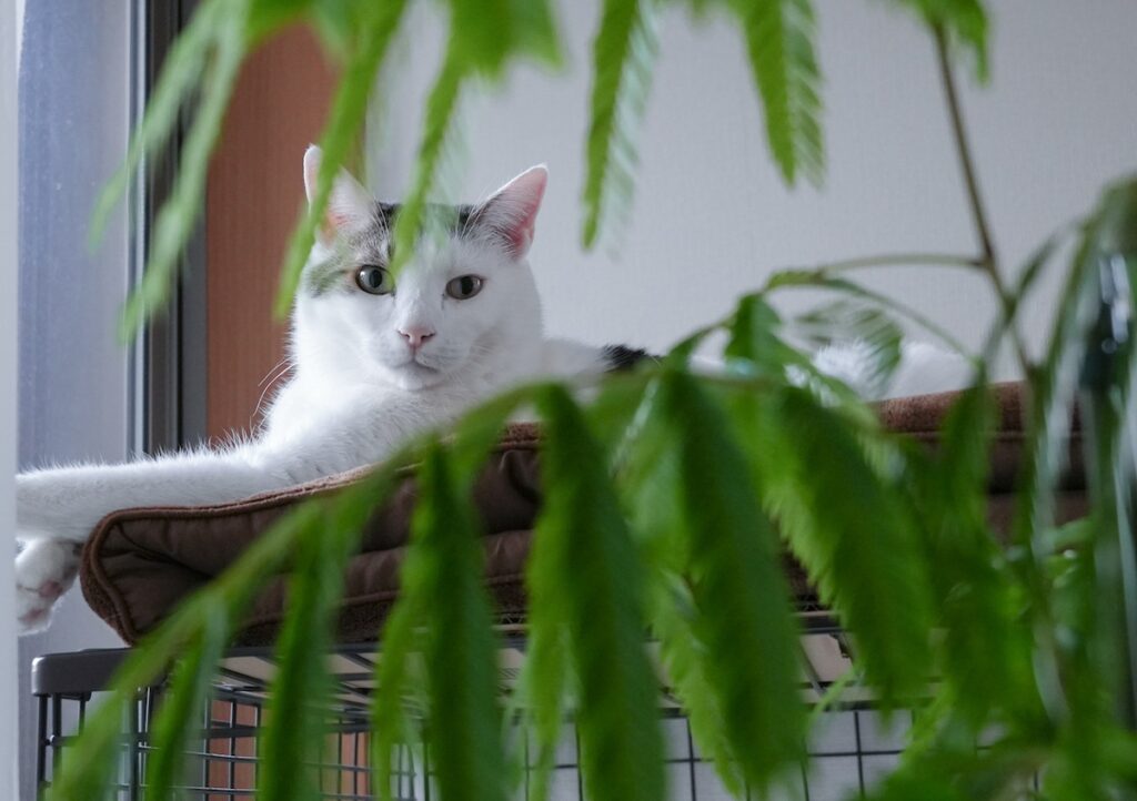 葉っぱの教育もお任せを。【ぽくあむのハートフルデイズ。vol.28】白黒猫 保護猫 ぽくあむ | あれよあれよとケージよりも大きくなって！ パイセンであるぼくのおかげで立派に育ったよ。