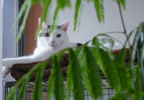 葉っぱの教育もお任せを。【ぽくあむのハートフルデイズ。vol.28】白黒猫 保護猫 ぽくあむ | あれよあれよとケージよりも大きくなって！ パイセンであるぼくのおかげで立派に育ったよ。