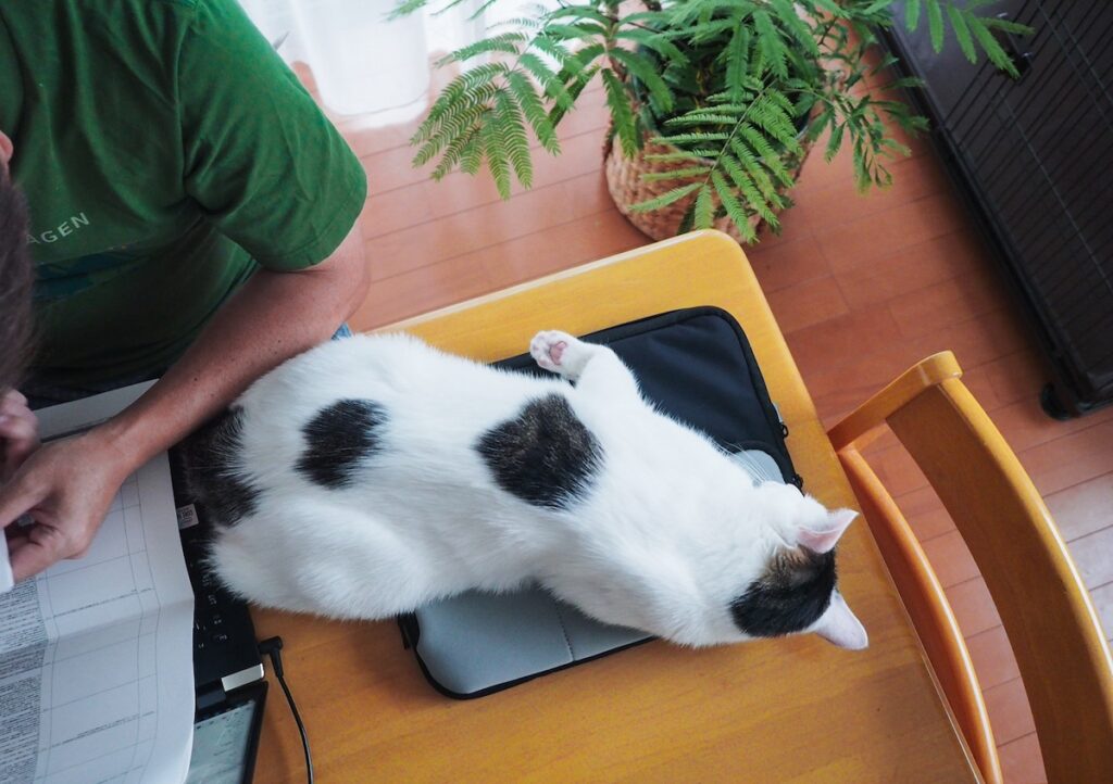 葉っぱの教育もお任せを。【ぽくあむのハートフルデイズ。vol.28】白黒猫 保護猫 ぽくあむ | ぼくくらいデキるねこさんになると、リモートワークもそつなくこなすよ。