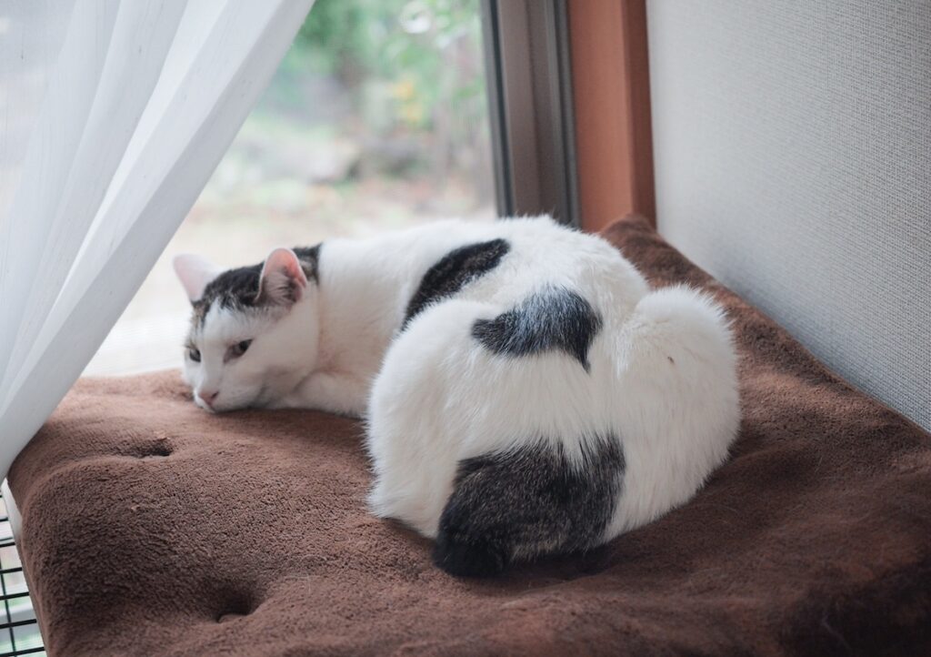 ♡マークに感謝を込めて。【ぽくあむのハートフルデイズ。vol.30】白黒猫 保護猫 ぽくあむ | 今日でぼくの連載はおわりなんだって。最後にとびきりのやつ見せちゃうね。ん？ わかりにくいな。メイクさーん手直しお願い！