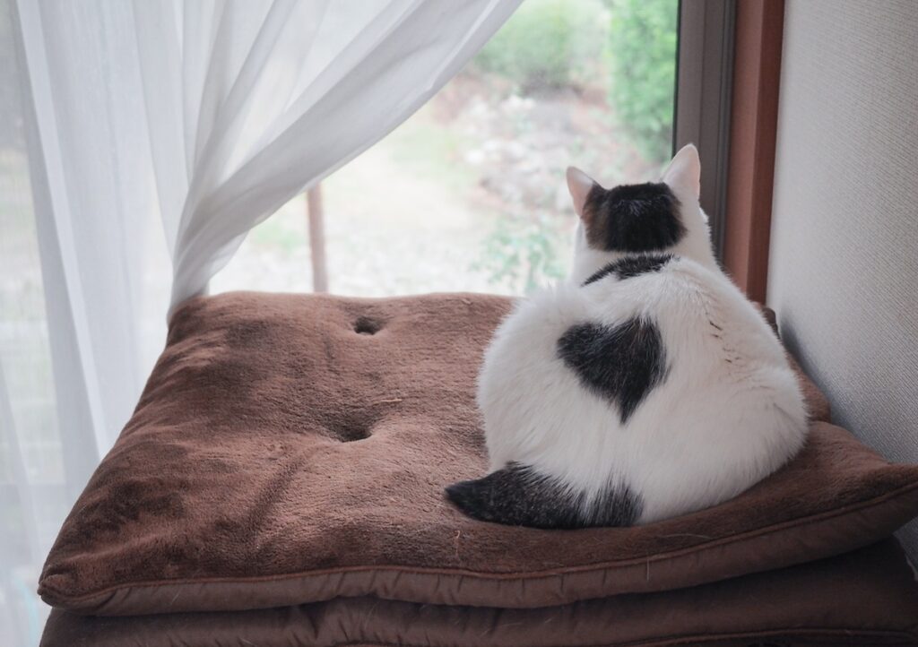 ♡マークに感謝を込めて。【ぽくあむのハートフルデイズ。vol.30】白黒猫 保護猫 ぽくあむ | ときどきあらわれる、背中の♡マークに感謝を込めて。ヤラセ！？ 違う違う！ 本当にありがとうだよ。どこかでまたね♡