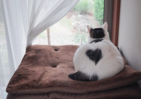 ♡マークに感謝を込めて。【ぽくあむのハートフルデイズ。vol.30】白黒猫 保護猫 ぽくあむ | ときどきあらわれる、背中の♡マークに感謝を込めて。ヤラセ！？ 違う違う！ 本当にありがとうだよ。どこかでまたね♡