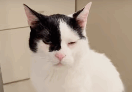ねこのまばたきのサインとは？【〈LOISIR〉デザイナー・前田敬子による、保護猫・えいたと暮らす日常。 vol.81】保護猫 白黒猫