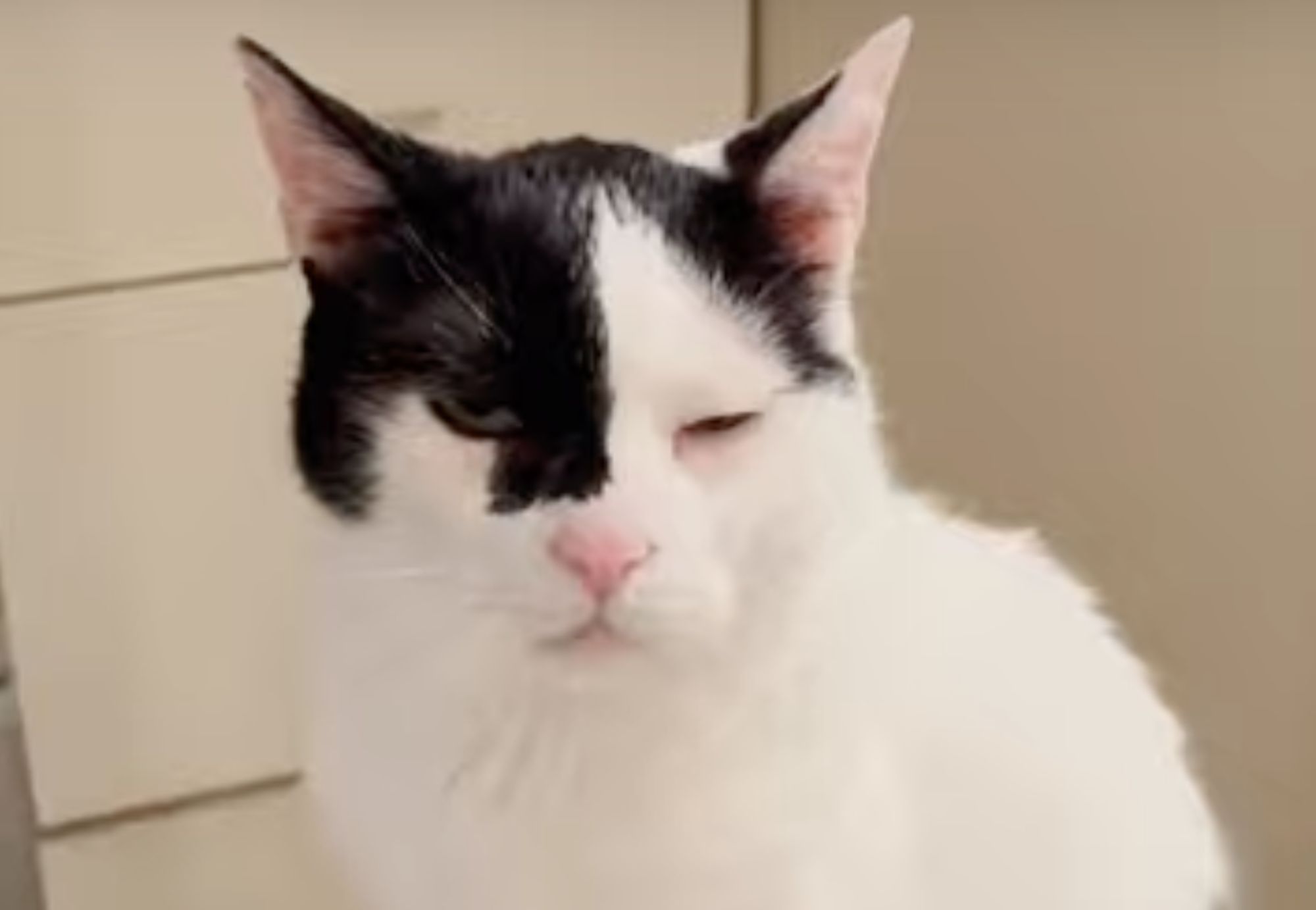 ねこのまばたきのサインとは？【〈LOISIR〉デザイナー・前田敬子による、保護猫・えいたと暮らす日常。 vol.81】