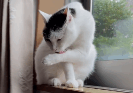 空模様はいかに？【ぽくあむのハートフルデイズ。vol.23】 ぽくあむ 保護猫