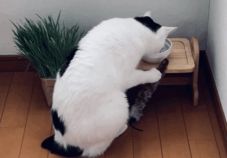 ごはんの相棒をご紹介。【ぽくあむのハートフルデイズ。vol.16】 ぽくあむ 保護猫