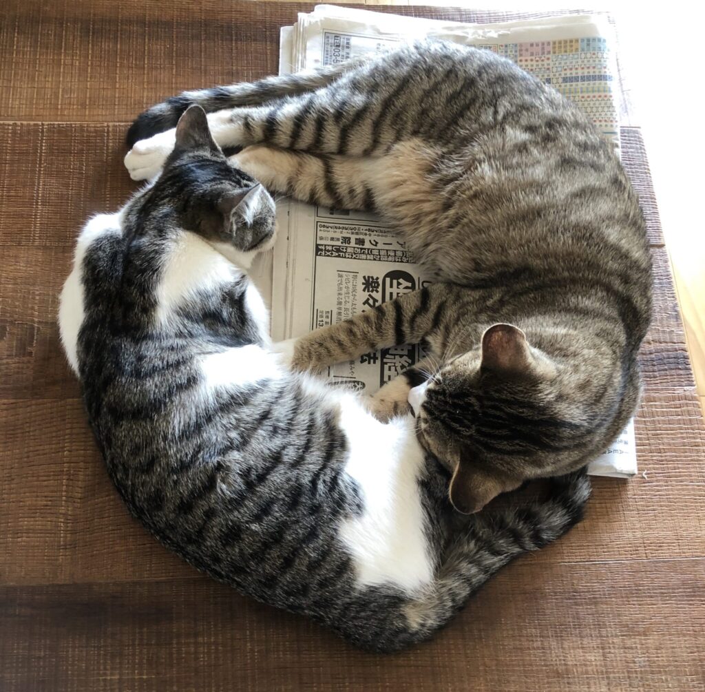 鯖トラ猫のスイと、雉トラ猫のモクは、輪になって踊るように夢の中。忙しさを楽しむ、自然に囲まれた移住暮らし。写真と文：長谷川 ちえ (『in-kyo』店主、エッセイスト) #4 | 鯖トラ猫のスイと、雉トラ猫のモクは、輪になって踊るように夢の中。