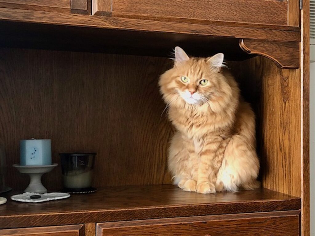 もふもふだけど寝癖ついちゃうんです。 長毛猫 保護猫 メープル | 置物みたいにお掃除を監視してます。掃除機の大きな音は苦手、ちょっとこわいんだ。