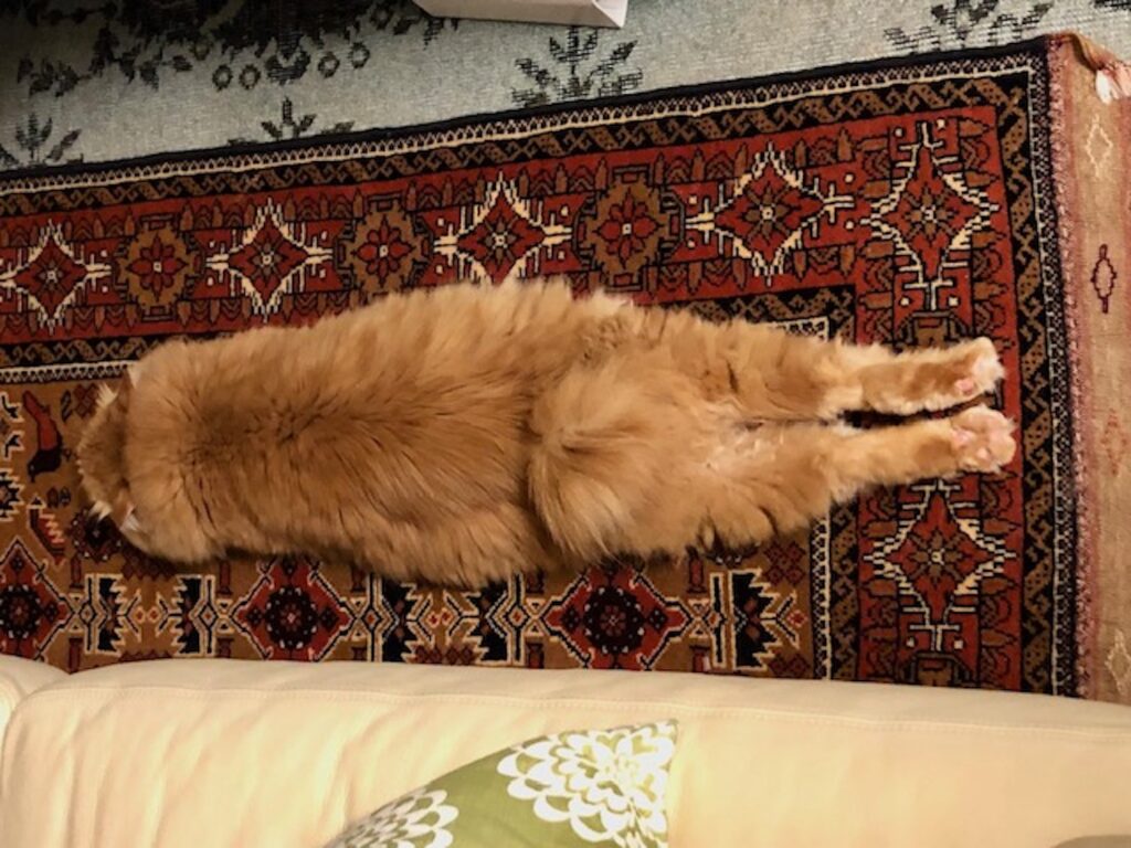 もふもふだけど寝癖ついちゃうんです。 長毛猫 保護猫 メープル | ツチノコみたい？ ぺたんこ寝。このポーズが一番リラックスできるんだよね。これから1か月、そんなぼくの連載が始まります。どうぞよろしくね。