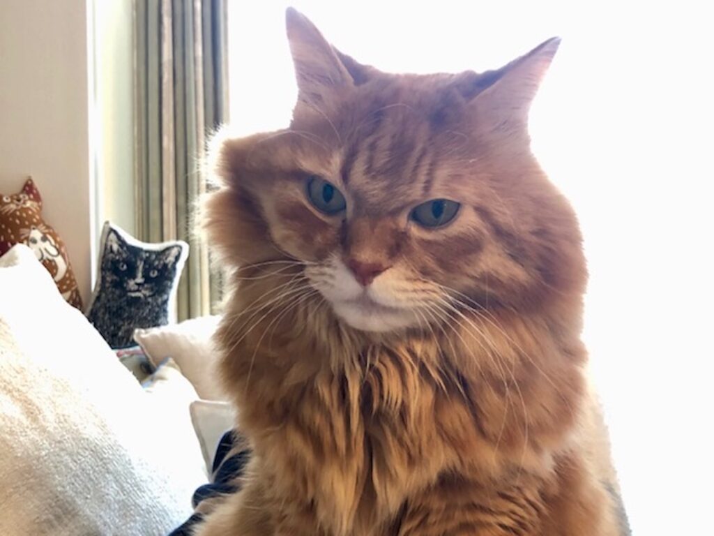 もふもふだけど寝癖ついちゃうんです。 長毛猫 保護猫 メープル | はじめまして！ メープルです。これは寝起きでぼーっとしているところ。もふもふは、すぐ寝癖がついちゃうんだよ。