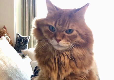 もふもふだけど寝癖ついちゃうんです。 長毛猫 保護猫 メープル | はじめまして！ メープルです。これは寝起きでぼーっとしているところ。もふもふは、すぐ寝癖がついちゃうんだよ。