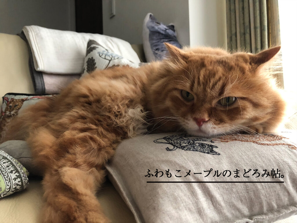 ふわもこメープルのまどろみ帖。 チャトラ 長毛