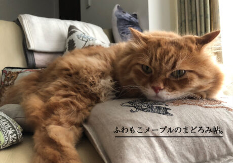 ふわもこメープルのまどろみ帖。 チャトラ 長毛 ふわもこメープルのまどろみ帖。 チャトラ 長毛