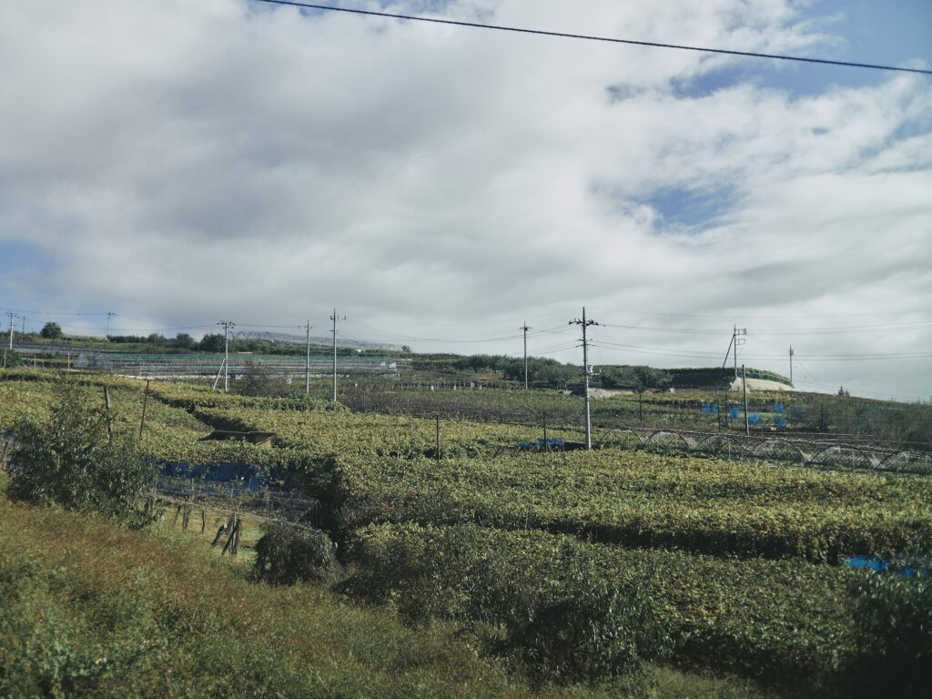 日常の中に果物がある風景。山梨市、甲州市。写真と文：仁科勝介 (写真家) #2