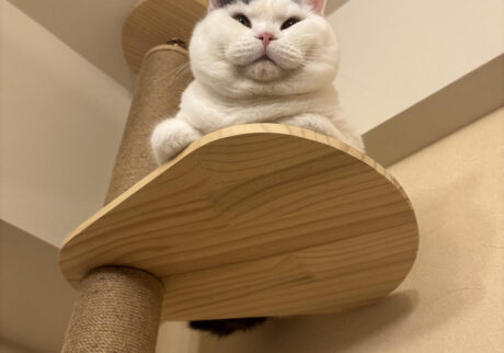 うずらプロフィール
