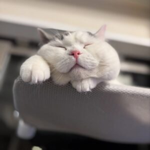 はじめまして。肉まんじゃないですよ。ブリティッシュショートヘア うずら | はじめまして。ボクはうずらだよ。もっちり肉まんみたいな顔って、みんな言うんだ。どう？ 食べたくなった？？