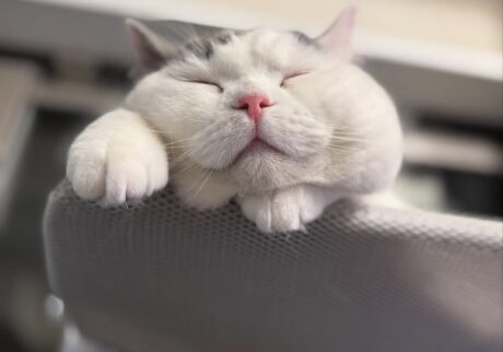 はじめまして。肉まんじゃないですよ。ブリティッシュショートヘア うずら | はじめまして。ボクはうずらだよ。もっちり肉まんみたいな顔って、みんな言うんだ。どう？ 食べたくなった？？