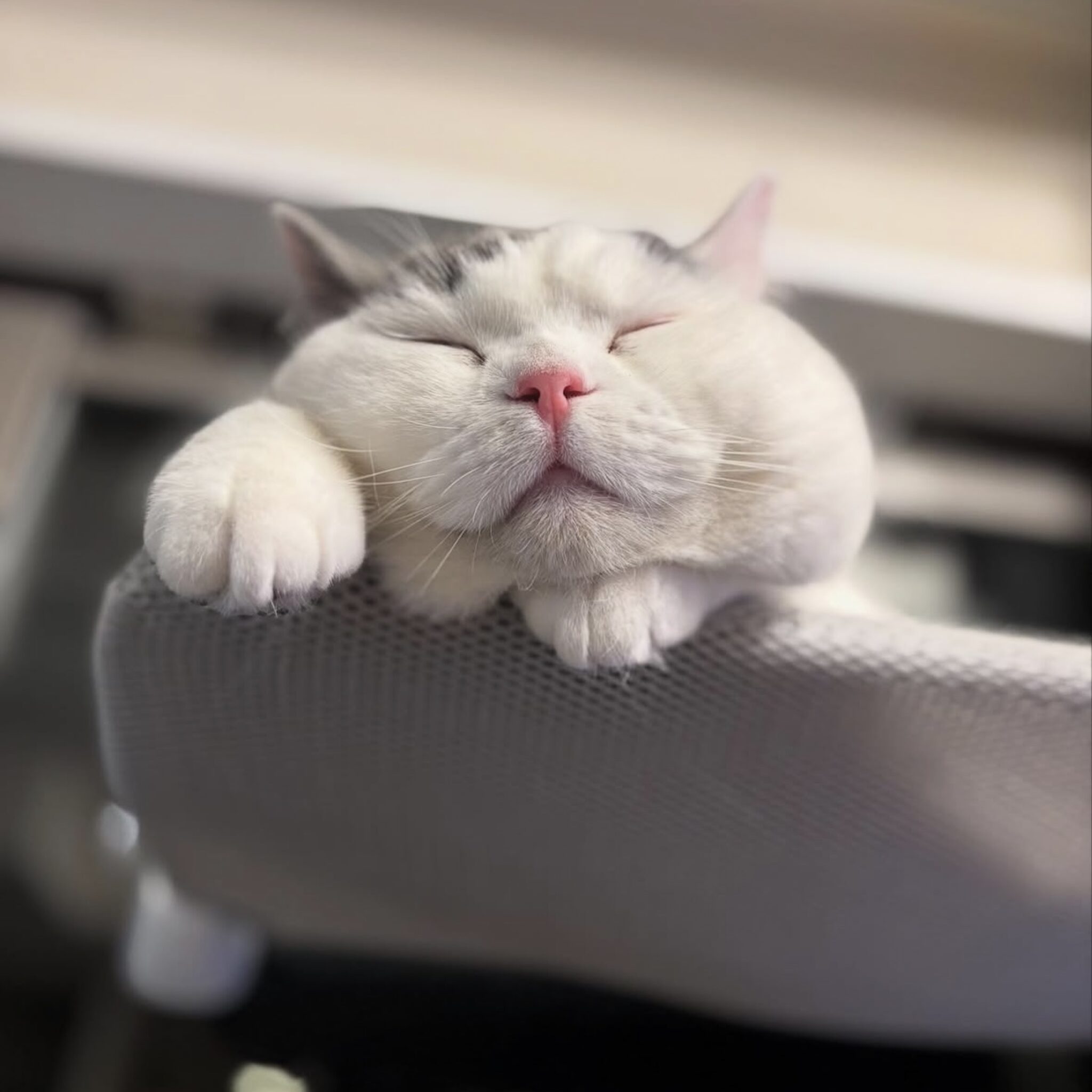 はじめまして。肉まんじゃないですよ。【肉まんフェイスうずらの、 モチモチ便り。vol.1】