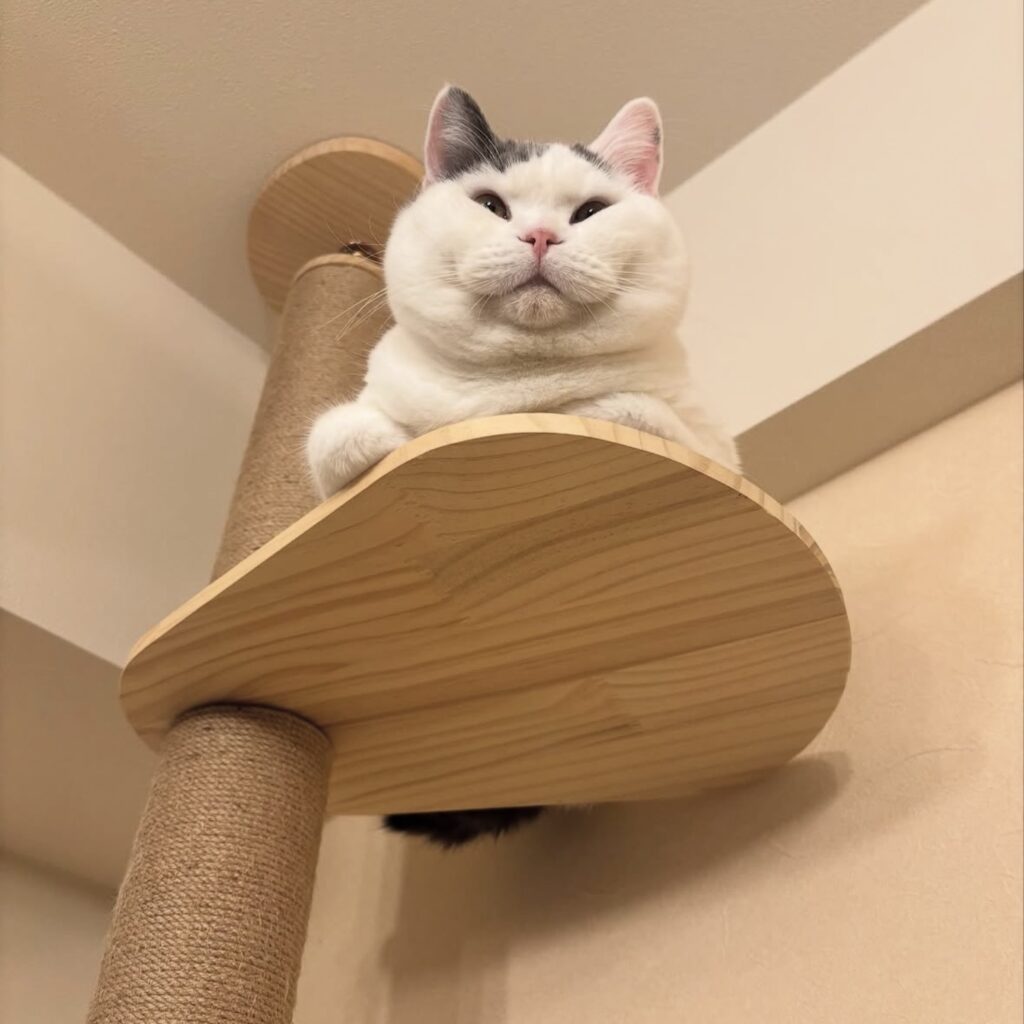 はじめまして。肉まんじゃないですよ。ブリティッシュショートヘア うずら | ボクは高いところが大好き。こうやって、ムッチリまったりしながら、家族のみんなを監視しているんだ。いつオヤツが出てくるんだろう……。