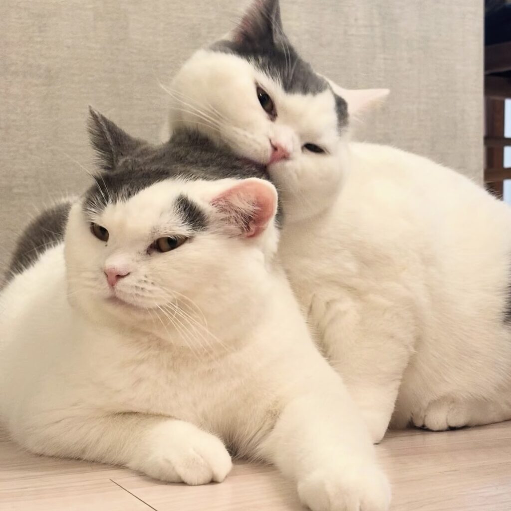 はじめまして。肉まんじゃないですよ。ブリティッシュショートヘア うずら | そしてボクのお兄ちゃん！ ハクマル兄さん。本当の血のつながった兄弟なんだ。ボクは兄さんが大好き。ちょっかいをかけずにはいられないんだ。兄さん、嫌がって……、ないよね？？