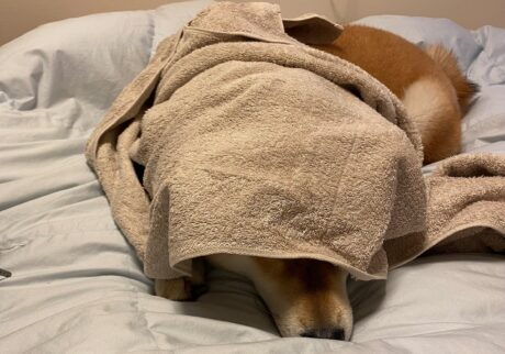ハルくん、タオルに隠れます。柴犬子犬ハルのワンダフルライフ