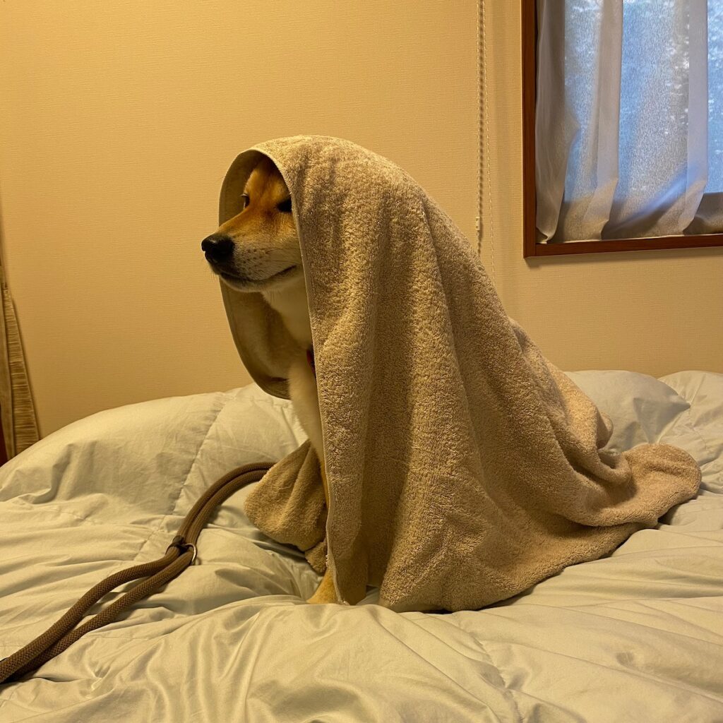 ハルくん、タオルに隠れます。柴犬子犬ハルのワンダフルライフ