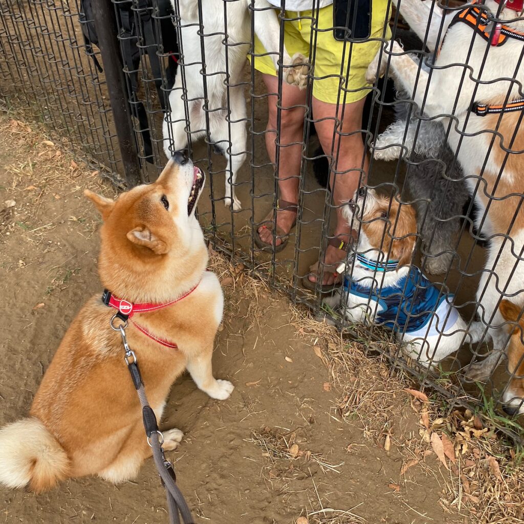 ハルくん、おやつパーティに参加。柴犬子犬ハルのワンダフルライフ