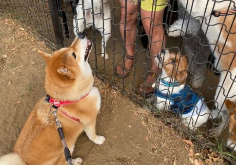 ハルくん、おやつパーティに参加。柴犬子犬ハルのワンダフルライフ