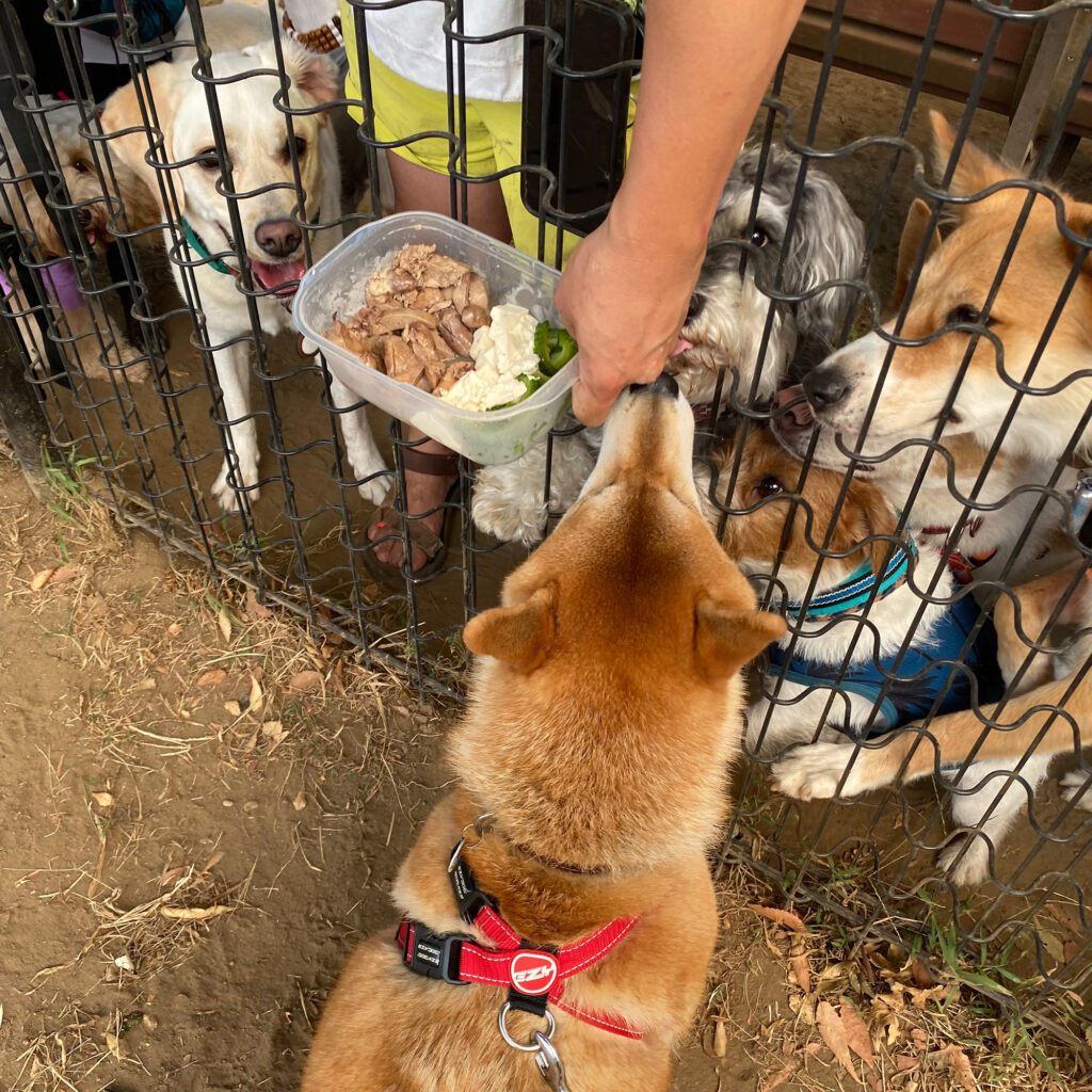 ハルくん、おやつパーティに参加。柴犬子犬ハルのワンダフルライフ