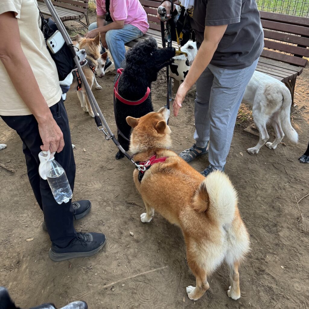 ハルくん、ついにドッグランへ。柴犬子犬ハルのワンダフルライフ