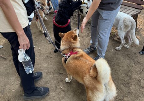 ハルくん、ついにドッグランへ。柴犬子犬ハルのワンダフルライフ