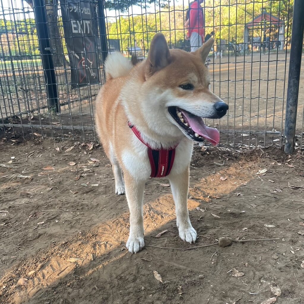 ハルくん、ついにドッグランへ。柴犬子犬ハルのワンダフルライフ
