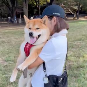ハルくん、ドッグラン1日目のその後。柴犬子犬ハルのワンダフルライフ ハルくん、ドッグラン1日目のその後。柴犬子犬ハルのワンダフルライフ