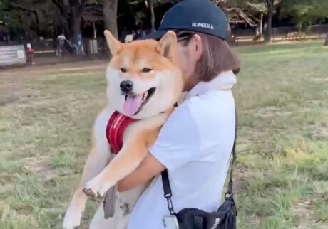 ハルくん、ドッグラン1日目のその後。柴犬子犬ハルのワンダフルライフ